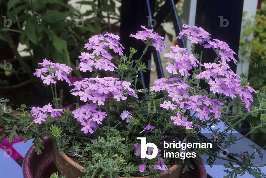 Verbena x hybrida/Verbena 'Babylon Light Blue'