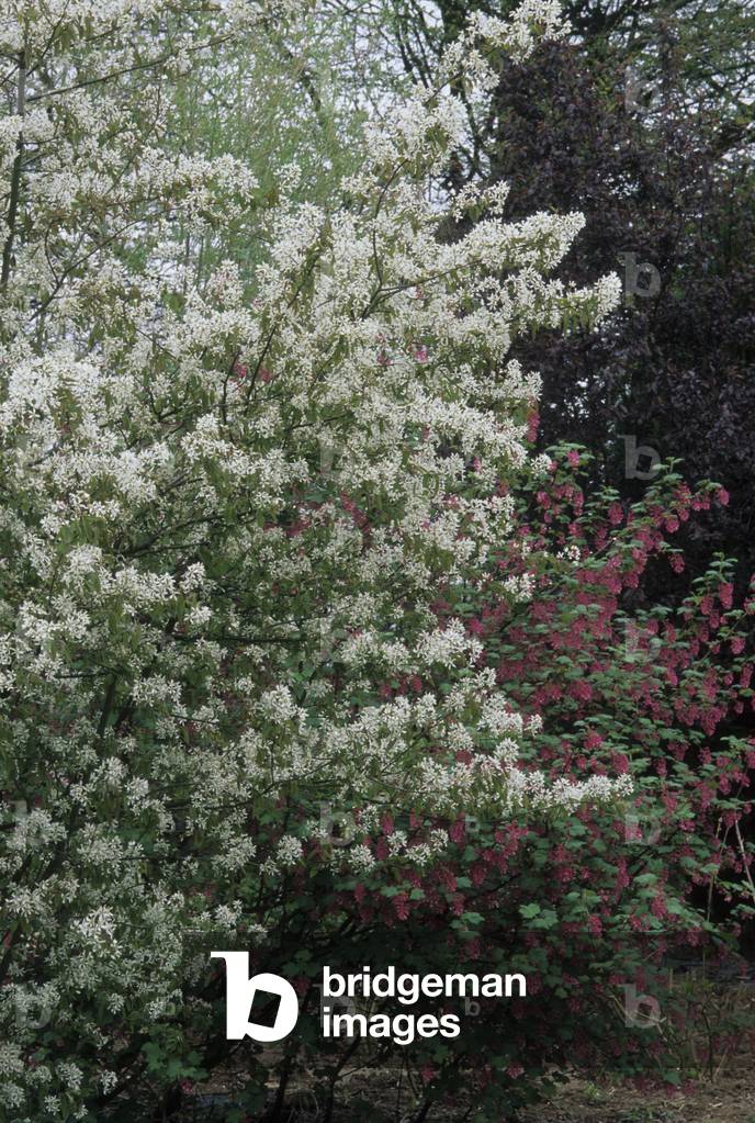 Savoy Medlar/Ribes sanguineum/Groseillier