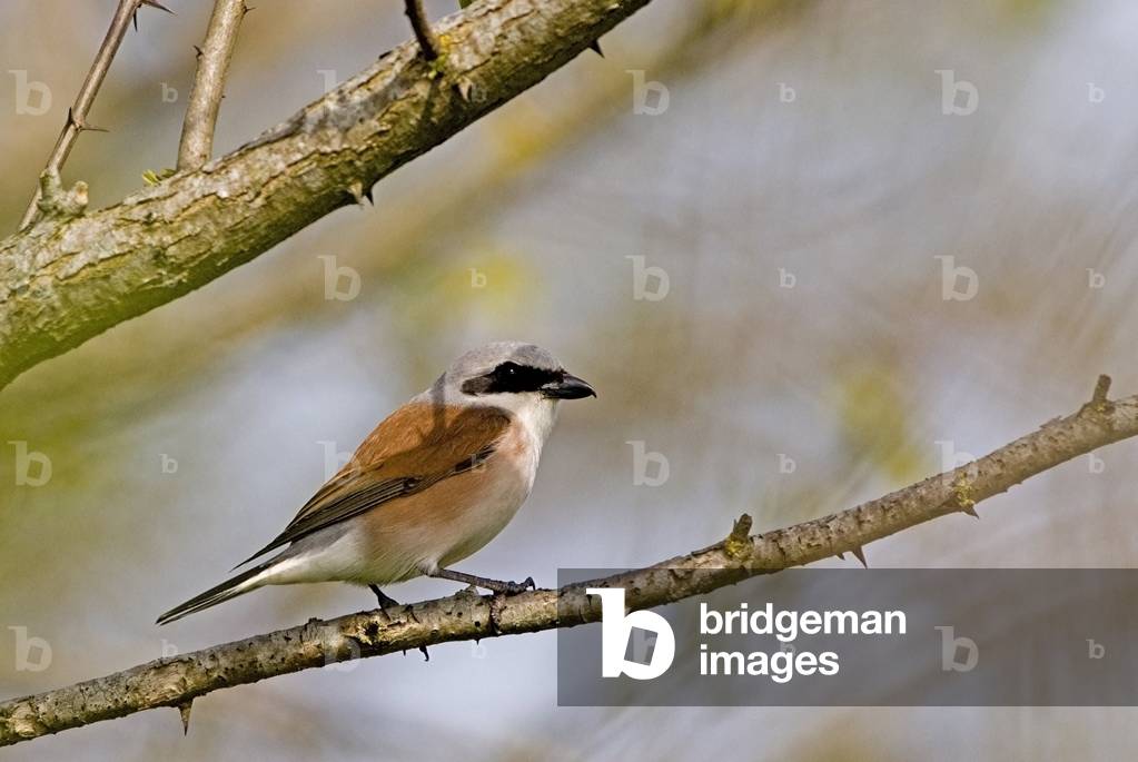 Lanius collurio/Red Backed Shrike/male