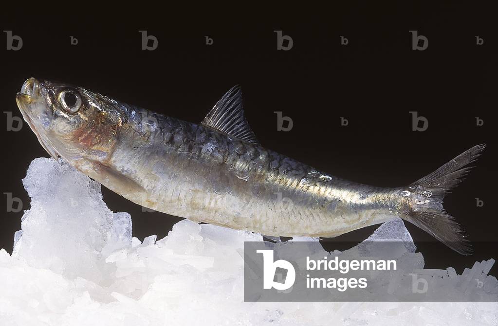 Sardine