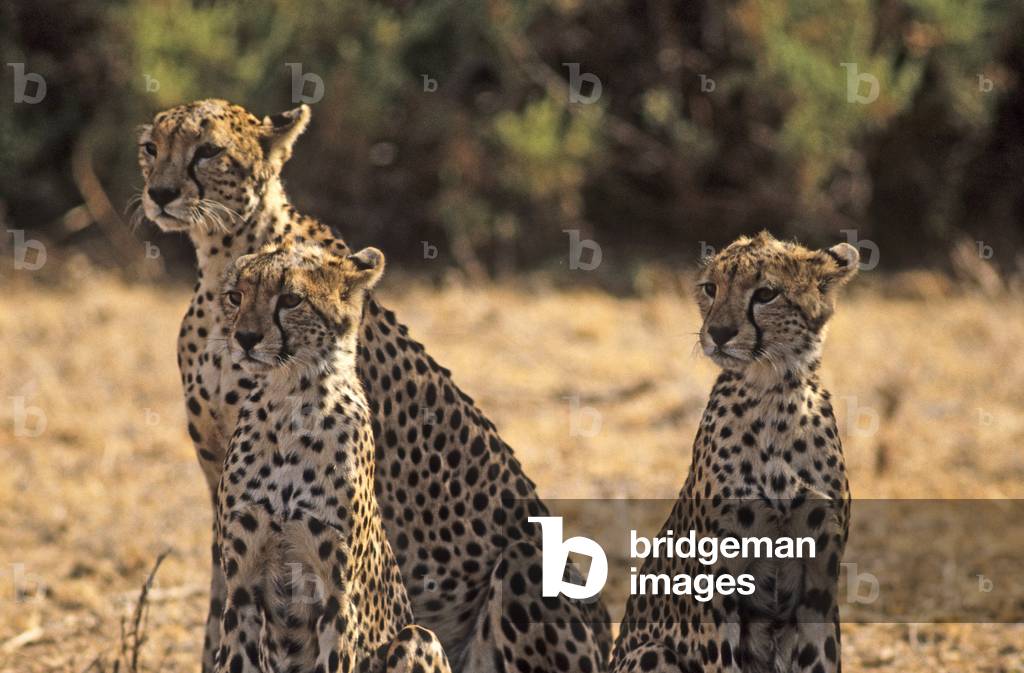 Acinonyx jubatus/Guepard/Cheetah