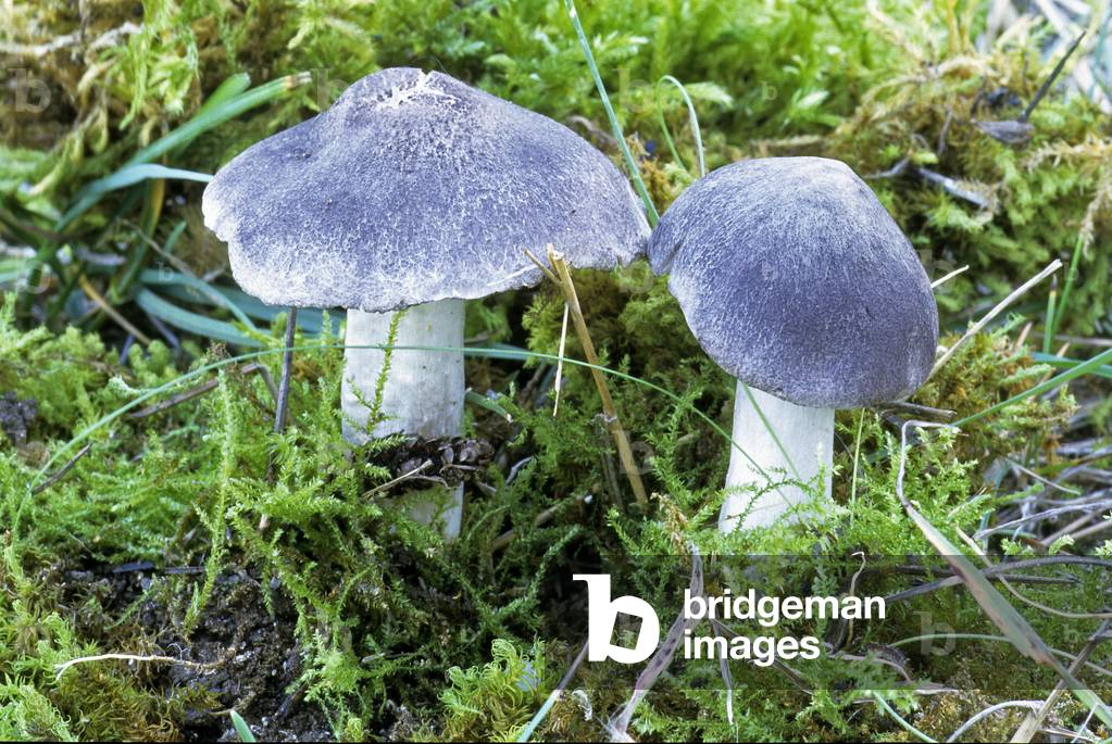 Tricholoma terreum/Earth-coloured Tricholome/Earthy Tricholome/Coal/Small Fir Grey