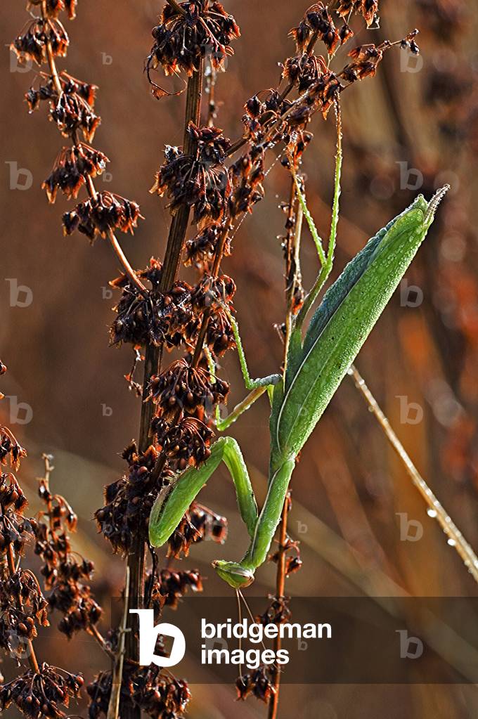 Mantis religiosa/Religious mantis