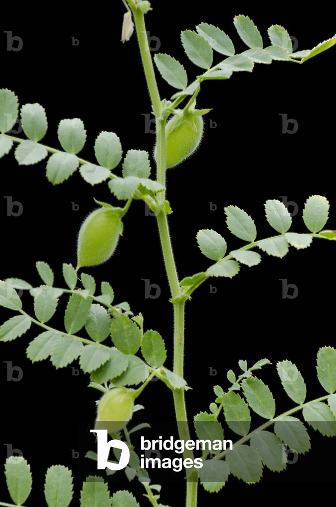 Cicer arietinum/Chickpea/Garbanzo Bean/Egyptian Pea