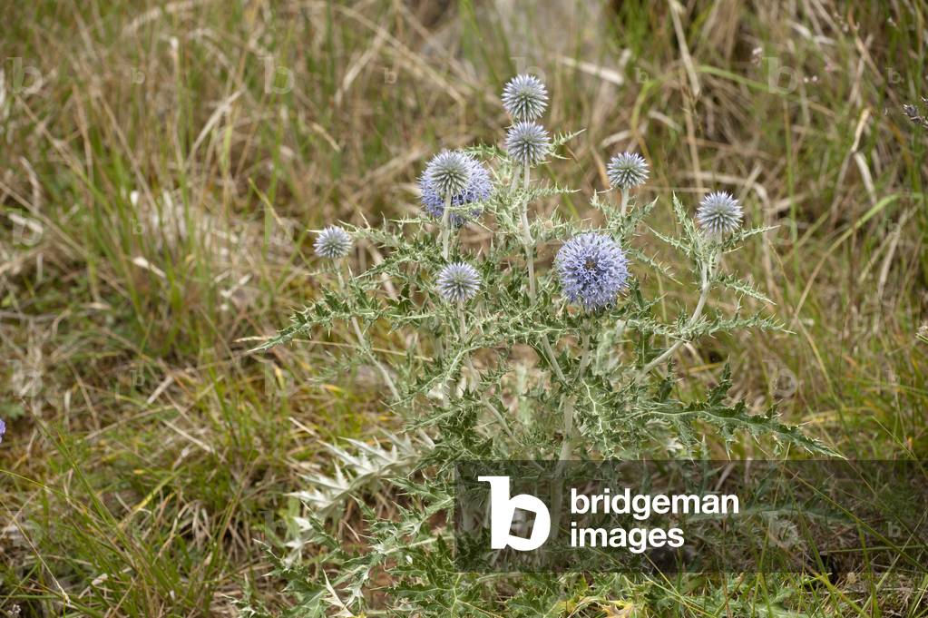 Echinops ritro/Echinops azuree/Azuree dumpling/Azurite/Globe Thistle