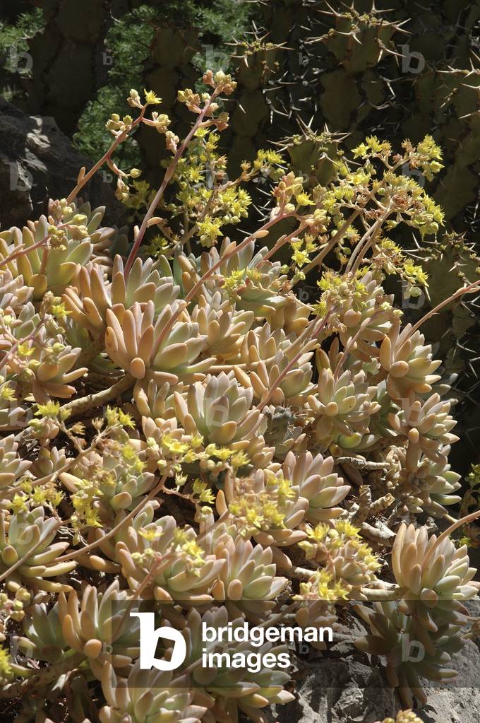X Graptosedum cv “Francesco Baldi””