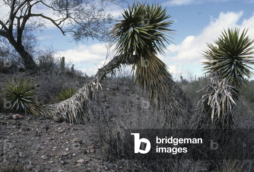 Yucca valida