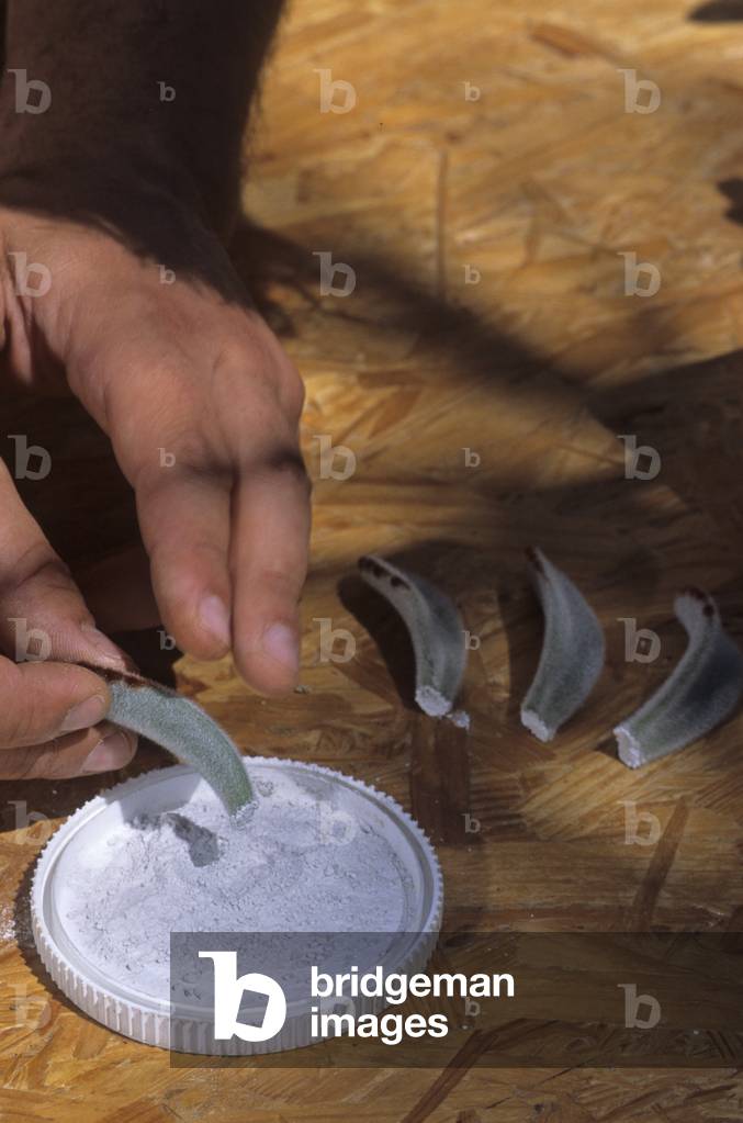 Succulent cuttings/Hormone de cuturage/Kalanchoe sp.