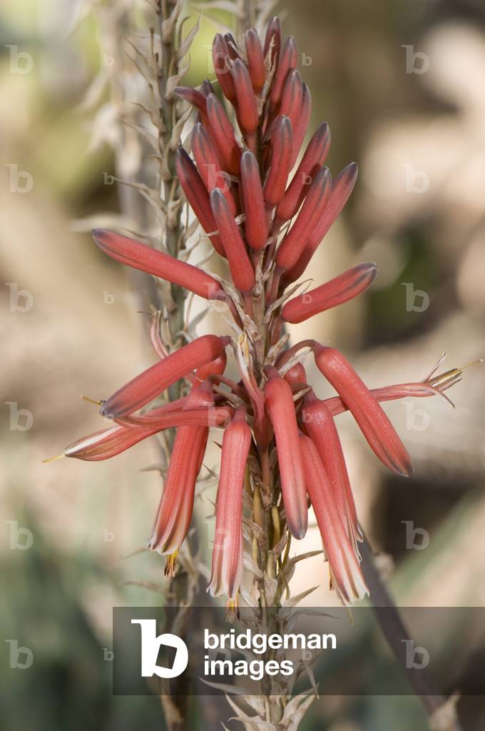 Aloe harlana/Aloe