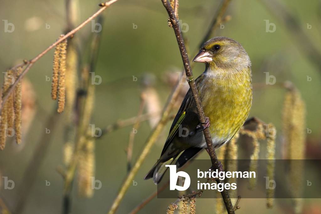 Carduellis chloris/European Green/Greenfinch/Female