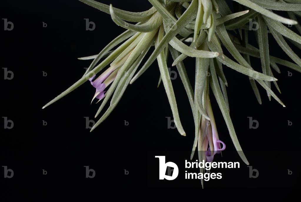 Tillandsia Argentina