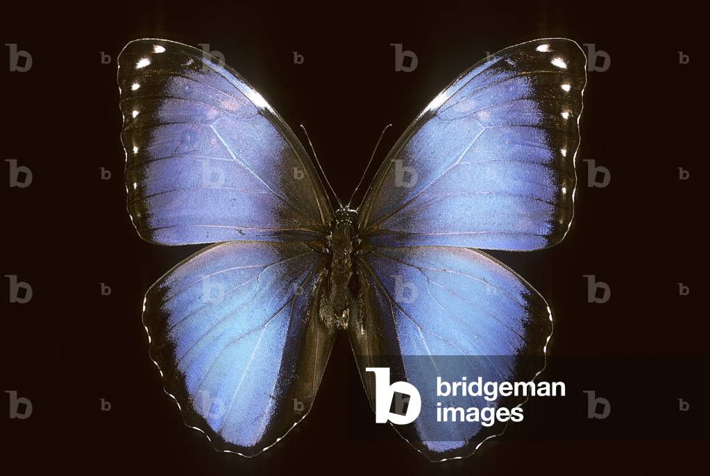 Immagine di Fotografia "Morpho vitrea"