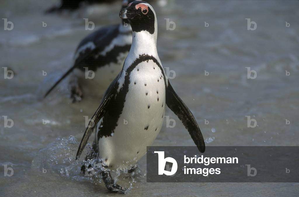 Spheniscus demersus/Cape Penguin/African penguin-jackas