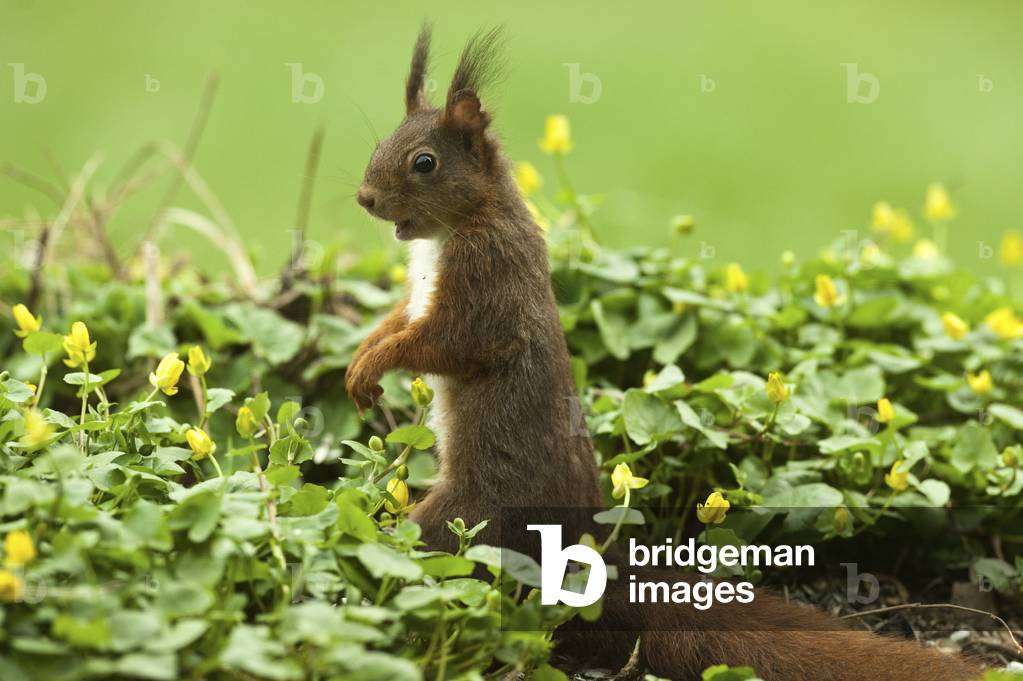 Sciurus vulgaris/Rotes Eichhörnchen/Rotes Eichhörnchen 