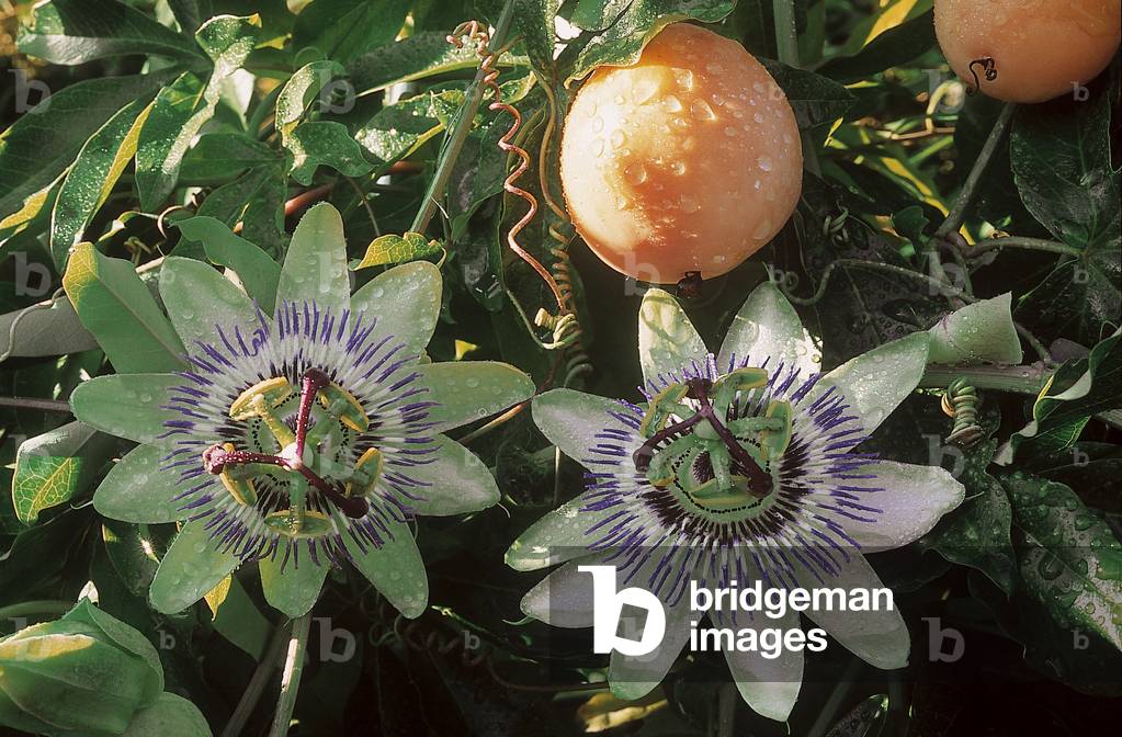 Passiflora caerulea/Blue Passiflora/Passion Fruit