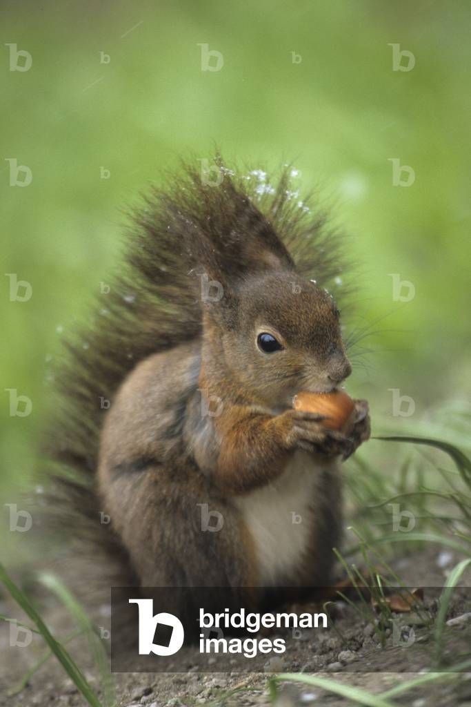 Sciurus vulgaris/Red Squirrel/Common Squirrel/Eurasian Red Squirrel