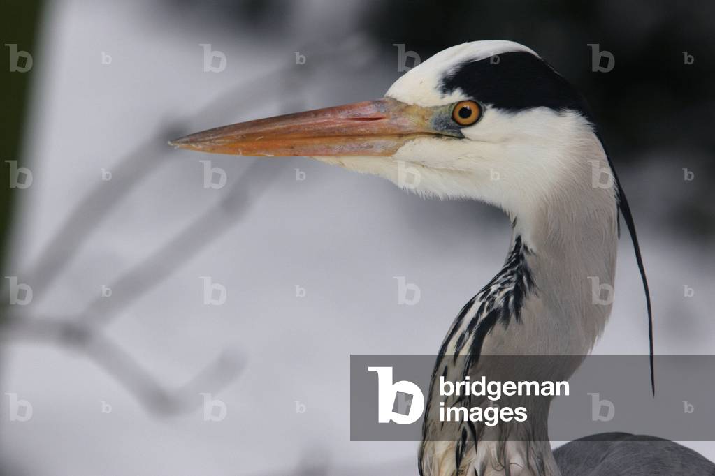 Ardea cinerea/Heron ash/Grey Heron