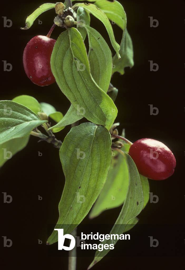 Cornus mas/Dogwood male/Cornelian Cherry/Dogwood