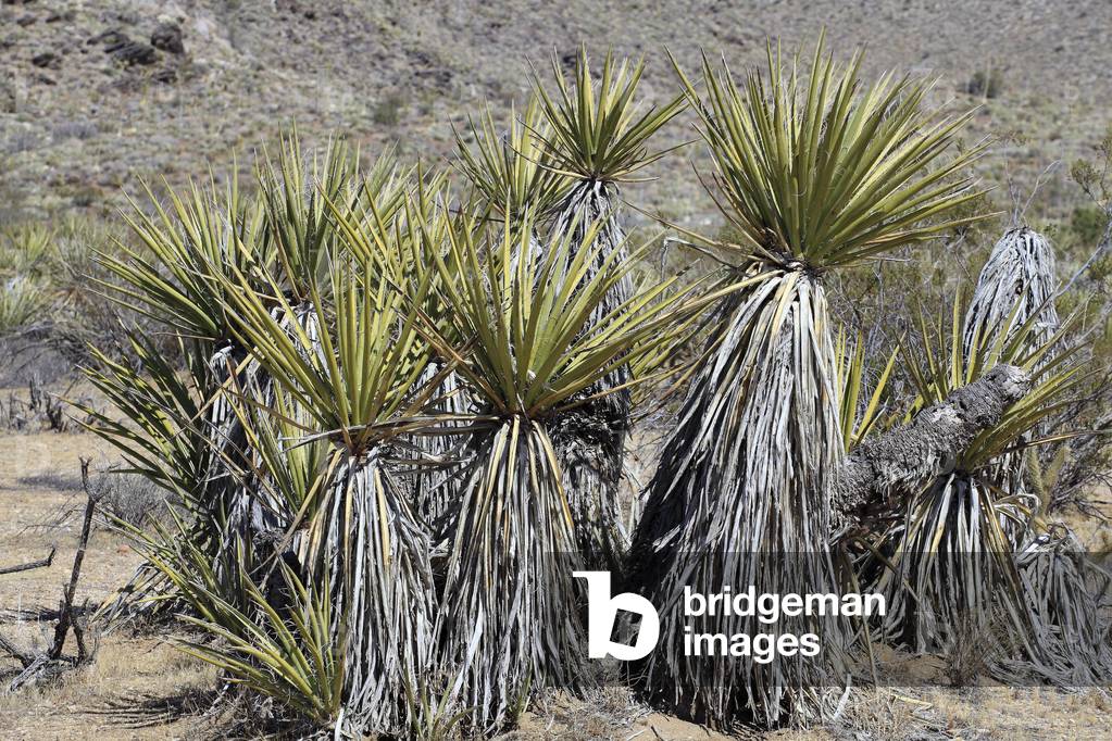 Yucca schidigera/Mojave Yucca