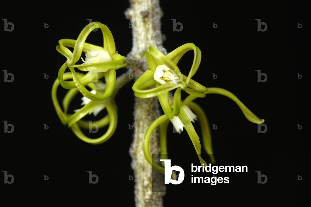 Cynanchum marnieranum