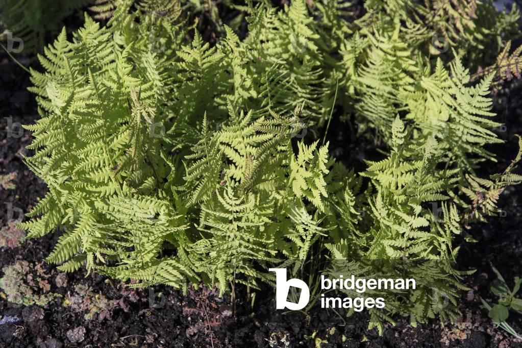 Thelypteris palustris/Swamp Fern/Swamp Holly Fern/Rolling-edge Holly Fern/Marsh Fern