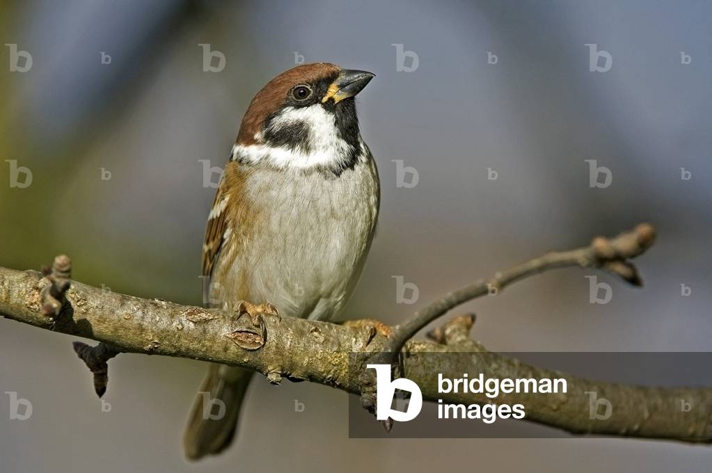 Pass montanus/Sparrow/Tree Sparrow