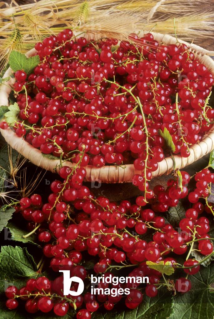 Ribes rubrum/Red currant/Red currant/Northern Red Currant