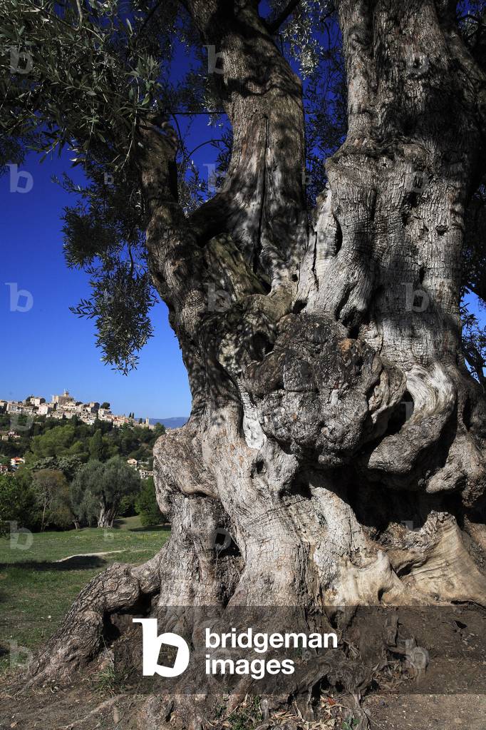 Domaine des Collettes/Residence of Pierre Auguste Renoir/Cagnes sur Mer/Alpes Maritimes/Provence Alpes Cote d'Azur/France