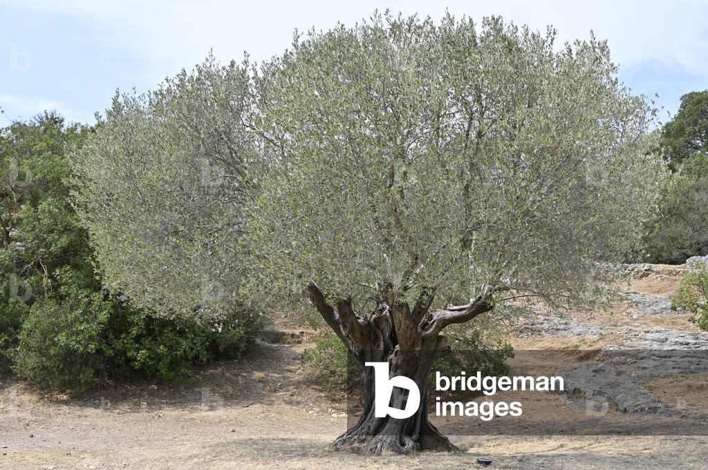 Millennium olive tree/Olea europaea/Pont du Gard/Gard/Languedoc