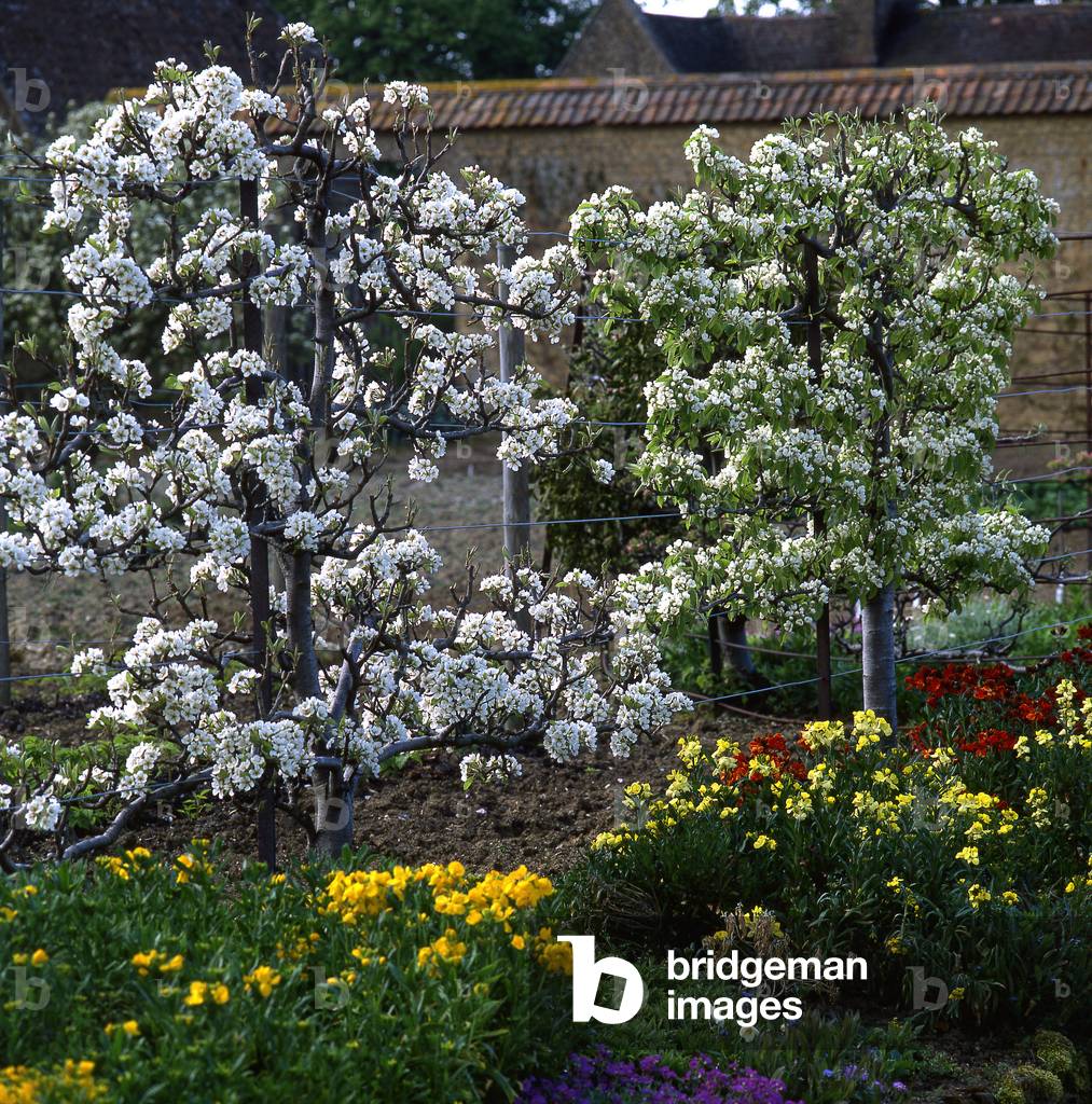 Fruit garden/Pyrus communis/Pear tree/Prunus domestica/Plum tree/Erysimum cheiri/Giroflee