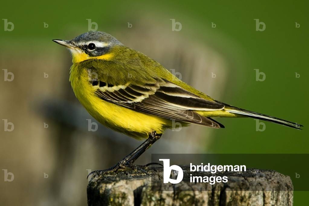 Motacilla flava iberiae/Iberique Bergeronnette/Spanish Wagtail