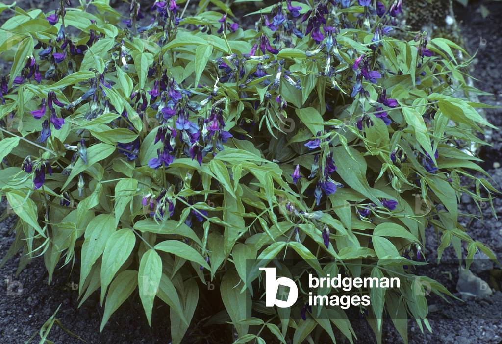 Lathyrus vernus/Orobus vernus/Printemps