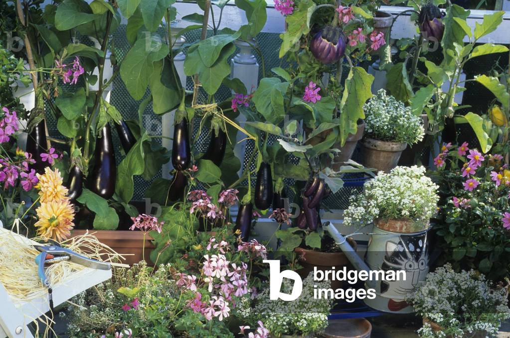 Solanum melongena/Aubergine 'Vista', 'Slim Jim' and 'Violetta di Firenze'/Pelargonium x/Pelargonium ivy/Alyssum maritimum/Aysse fragrant/Dahlia x/Dahlia 'Top Mix'