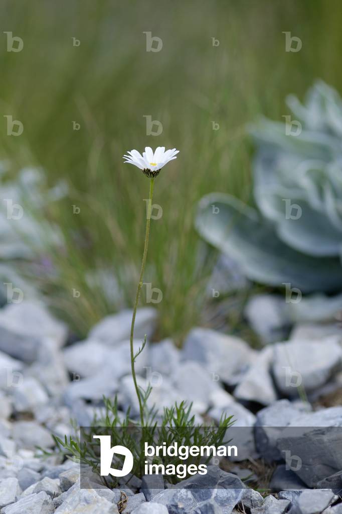 Leucanthemum coronopifolium subsp. ceratophylloides/Lacinia-leaved Daisy/Leucanthemum lacinia-leaved Leucantheme