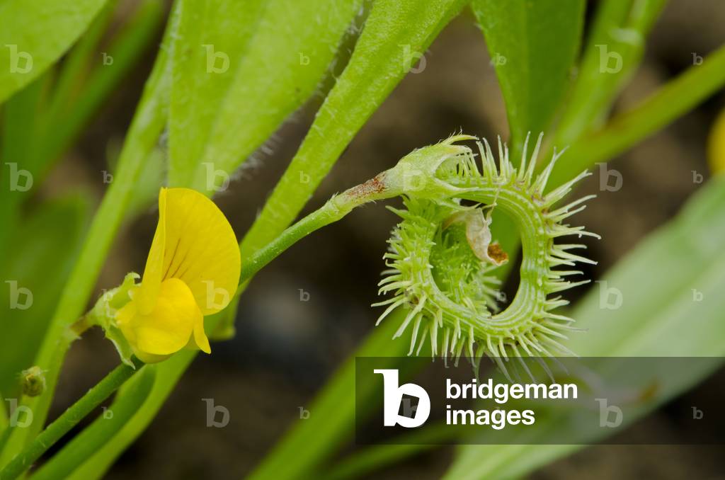 Scorpiurus muricatus/Caterpillar/Small Caterpillar