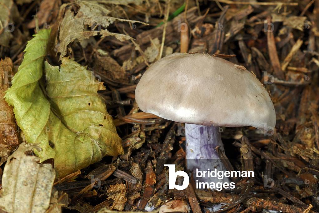 Cortinarius alboviolaceus/White cortinary purple/Lilac foot
