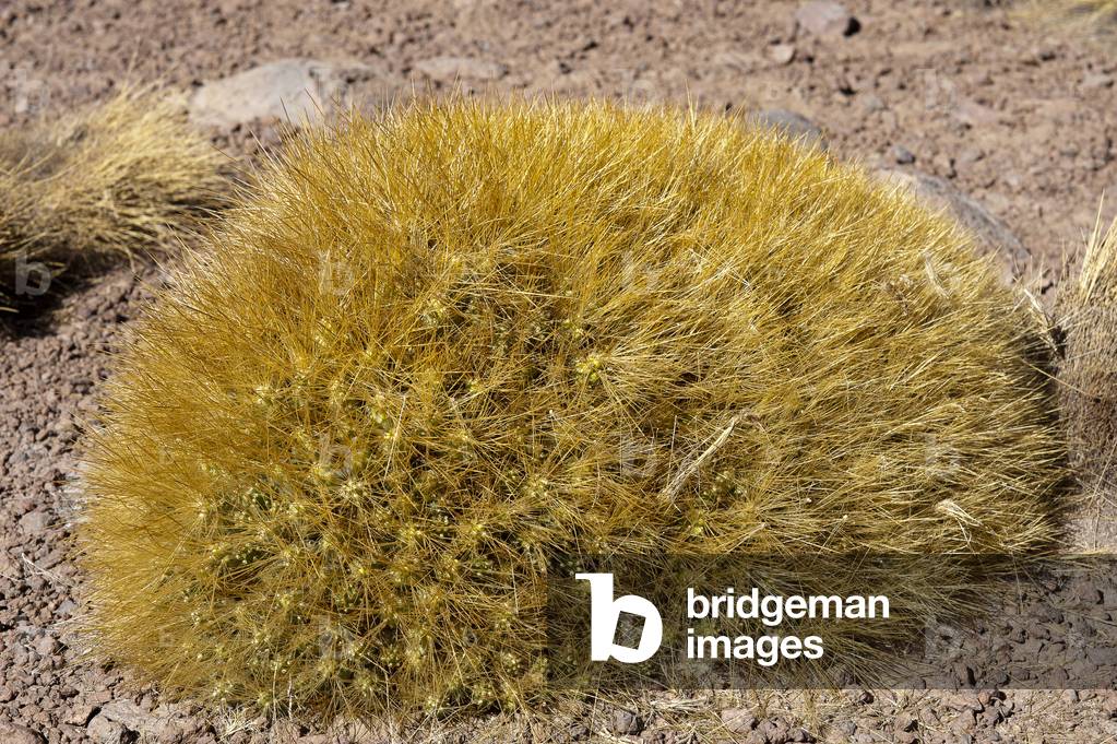 Cumulopuntia Boliviana