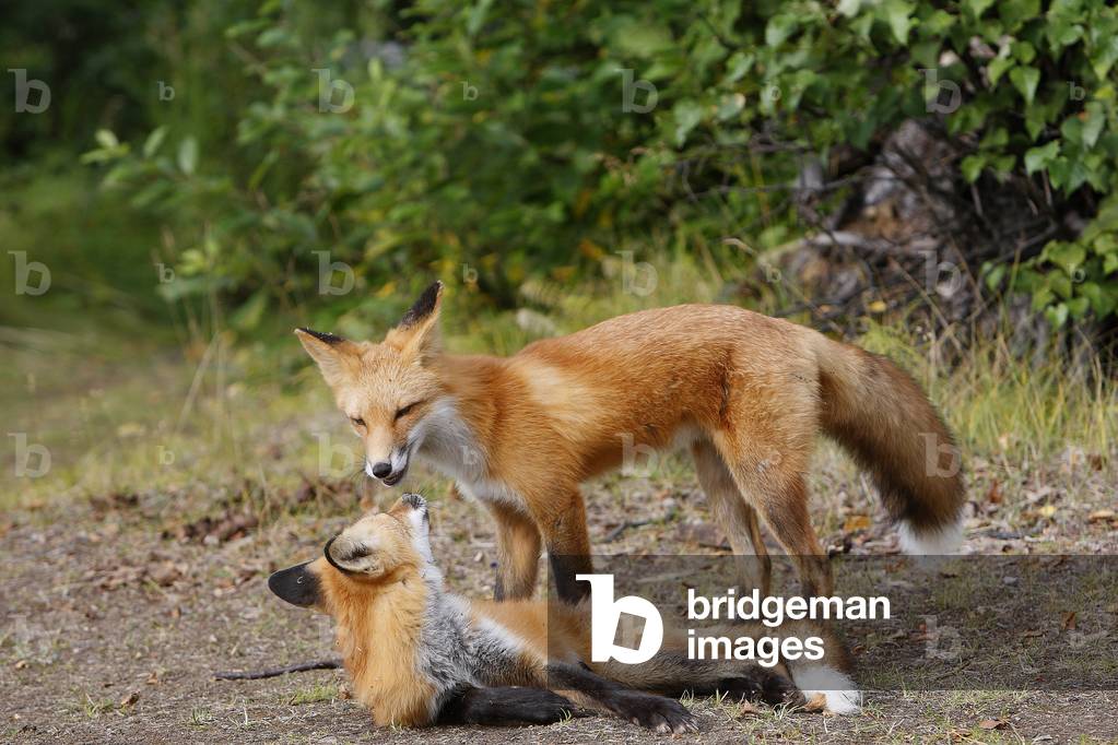 Volpe/Volpe rossa/Volpe Rossa 