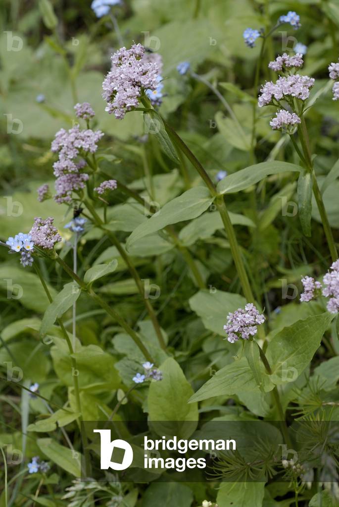 Valeriana montana/Valeriana of the mountains