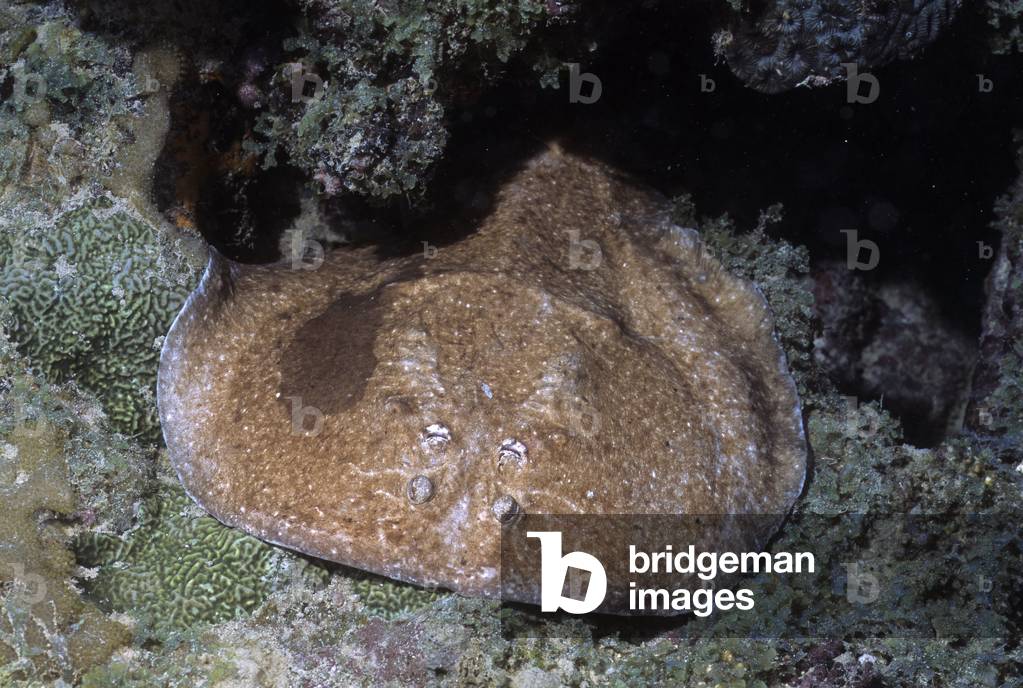 Torpedo fuscomaculata/Spotted Torpedo/Torpedo Skate/Electric Ray