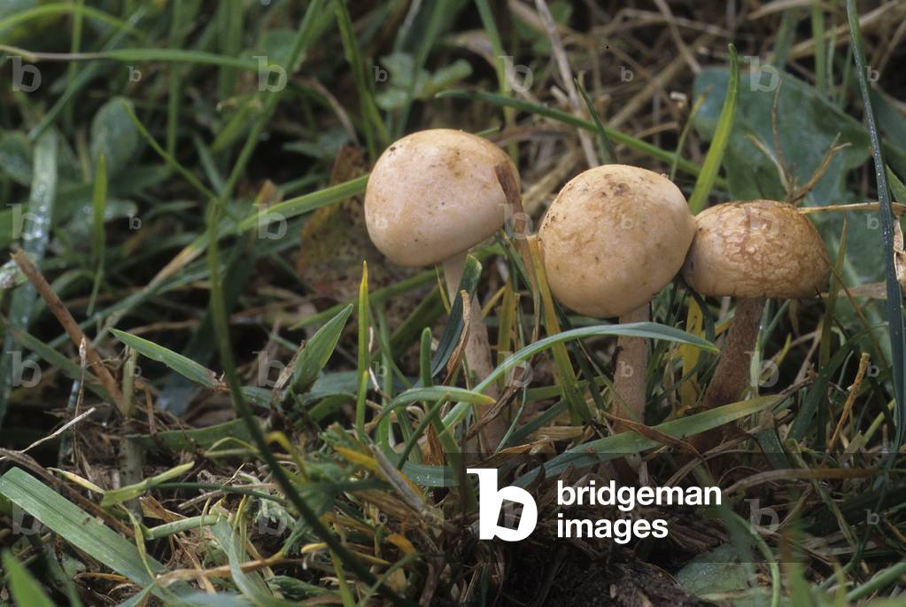 Pholiota gummosa/Gummosa Pholiote