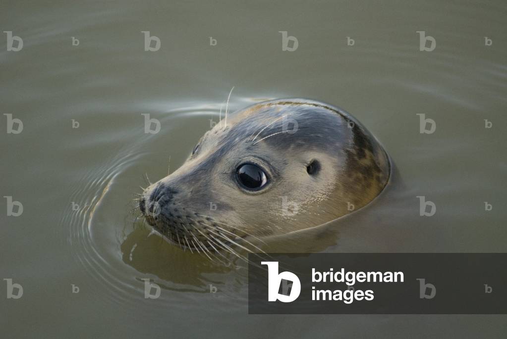 Phoca vitulina vitulina/Atlantic Seal/Harbour Seal