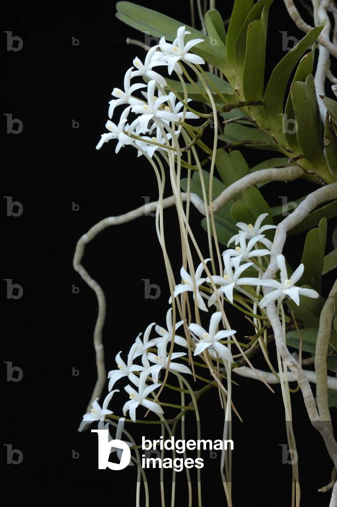 Amaniensis