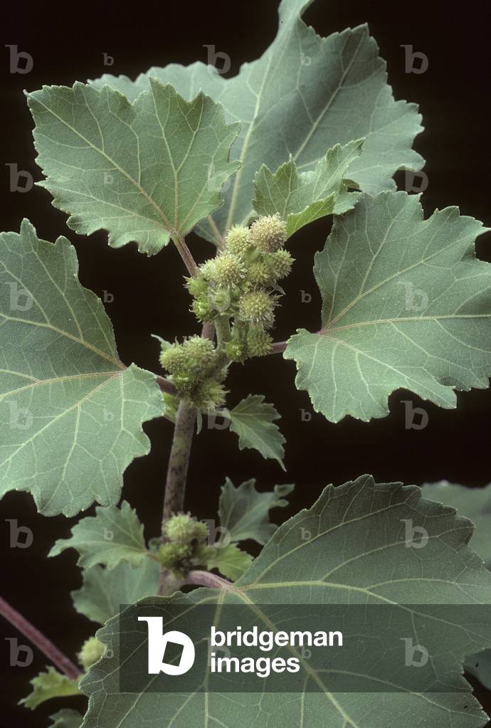 Xanthium strumarium/Gluteron/Burweed/Rough Cocklebur