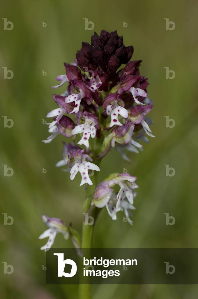 Orchis ustulata/Neotinea ustulata/Orchis burule/Burnt Orchid