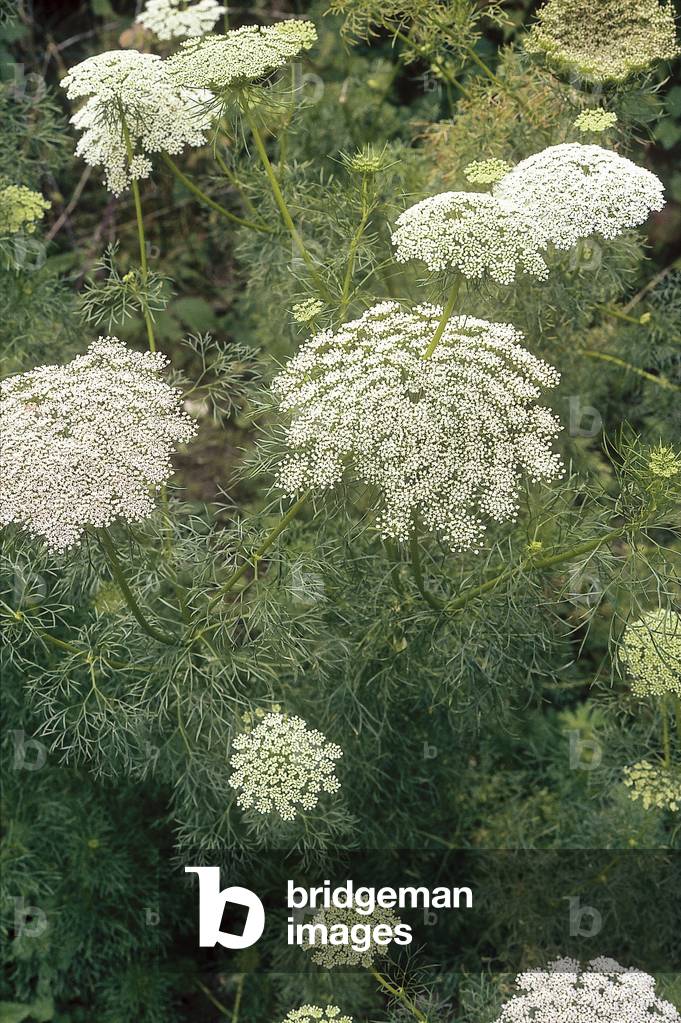 Ammi visnaga/Khella