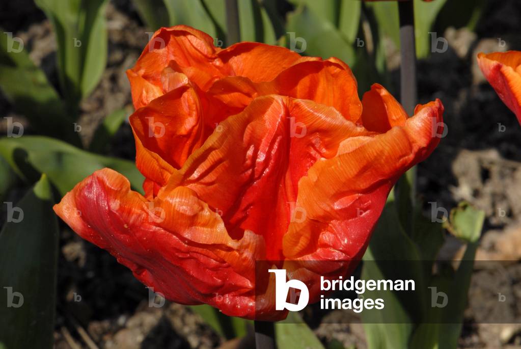 Immagine di Fotografia "Tulipa X/Tulipano Trionfo «Arancione del Re» "