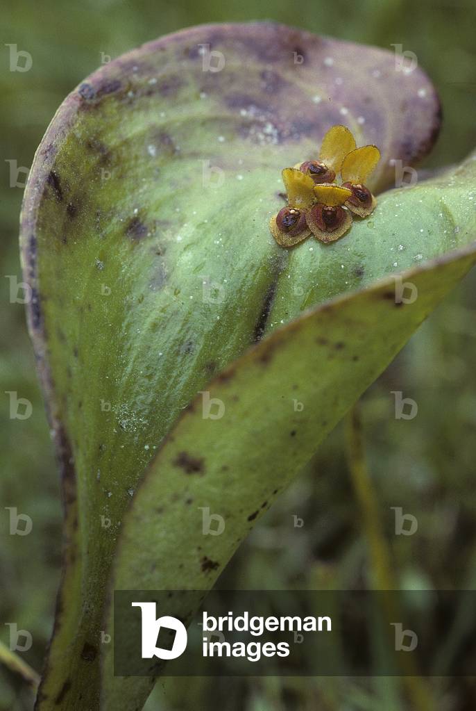 Pleurothallis sp.