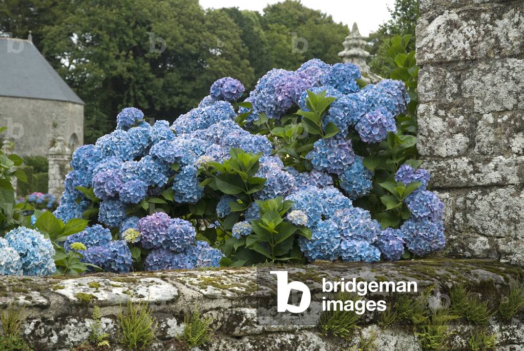 Hortensie Macrophylla/Hortensie