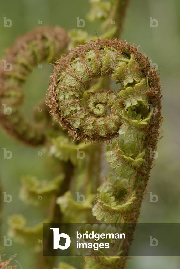 Athyrium filix femina/Female fern/Lady Fern